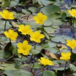 lokvanj rečni - nymphoides peltata
