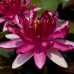 lokvanj red paradise