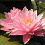 lokvanj svetlo ružičasti