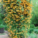 lonicera x tellmanniana