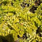 lysimachia nummularia aurea2