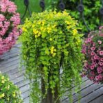 lysimachia nummularia2