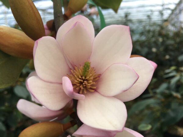 magnolia fairy blush