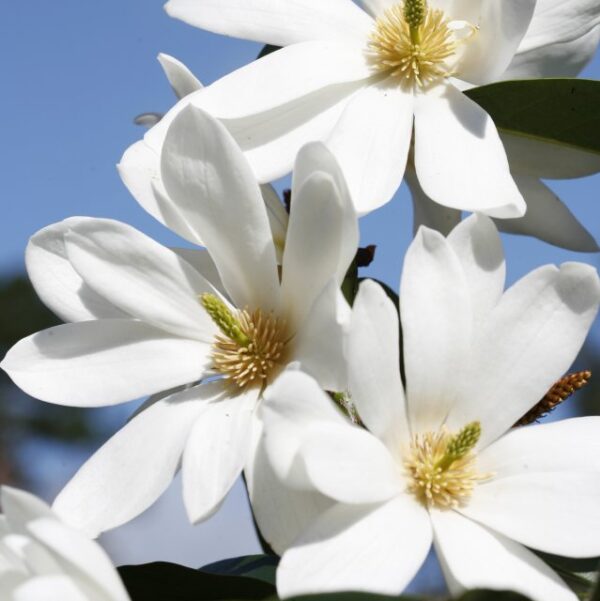 magnolia fairy white1