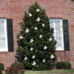 magnolija grandiflora litlle gem