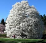 magnolija kobus