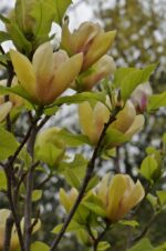 magnolija-sunsation1