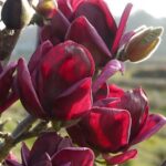 Magnolija-soulangeana-genie3