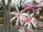 magnolija leonard messel1