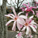 magnolija leonard messel1