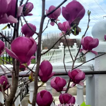 magnolija-rustica-rubra-5