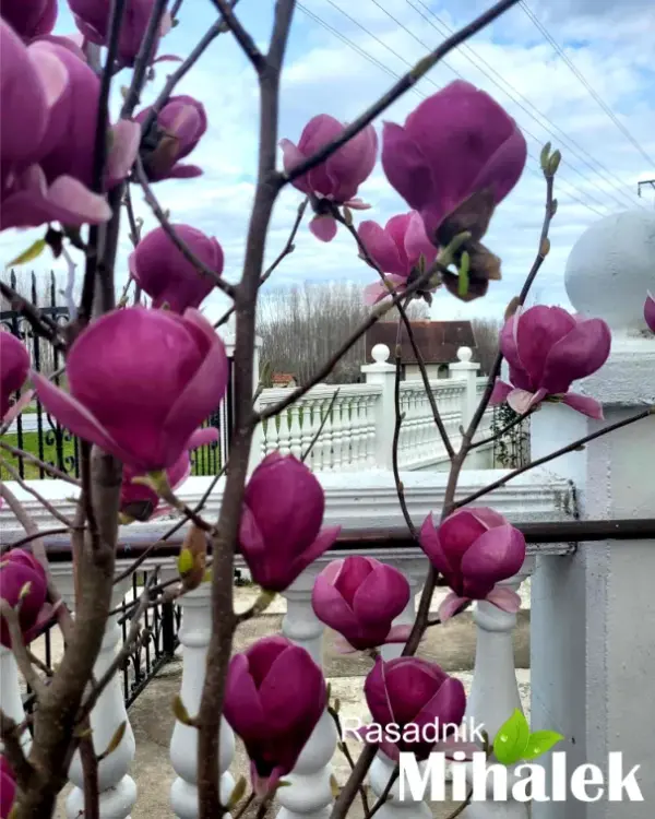 magnolija-rustica-rubra-5