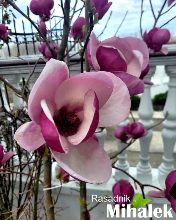 magnolija-rustica-rubra-6