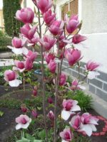 magnolija rustica rubra2