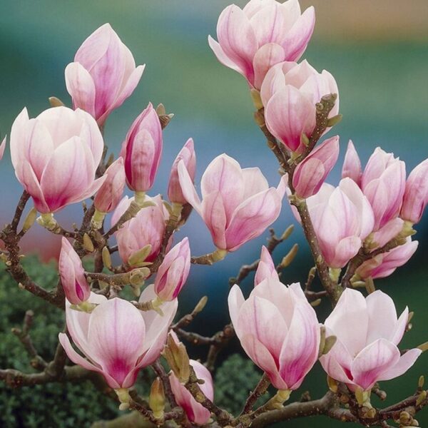 magnolija soulangeana1