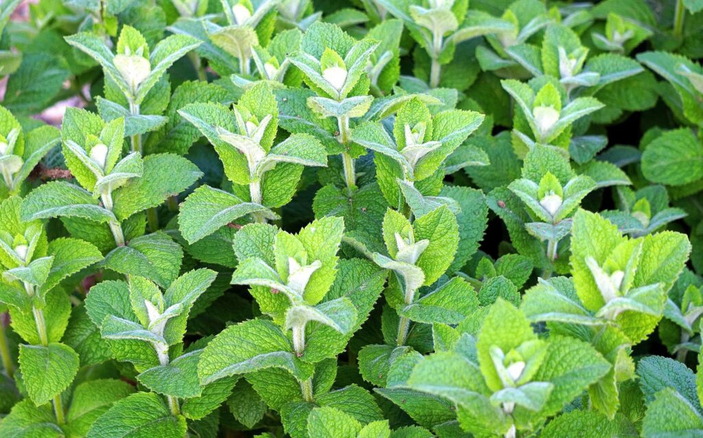 menta x piperita