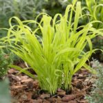 millium effusum aureum