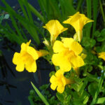mimulus luteus