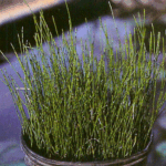 mini equisetum