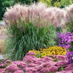 mischanthus sinensis kineska sas1