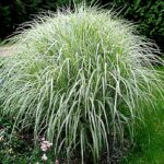 miscanthus sinensis variegatus