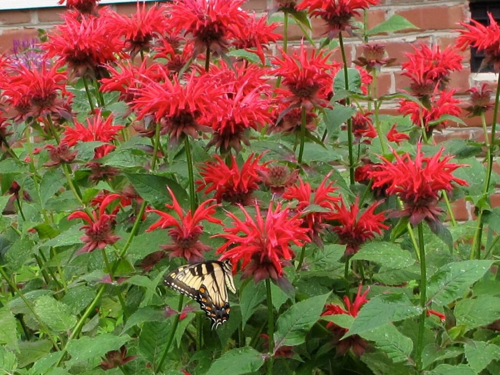 monarda