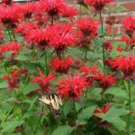 monarda