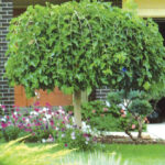 morus alba pendula - žalosni dud