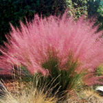 muhlenbergia capilaris