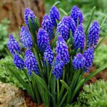 muscary armeniacum