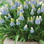 muscary mountain lady