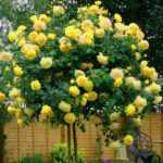ruža-nadia-žuta-padajuća