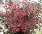 nandina curly red1