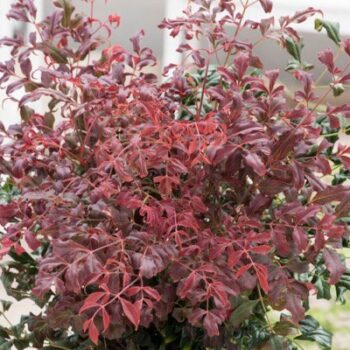 nandina curly red1