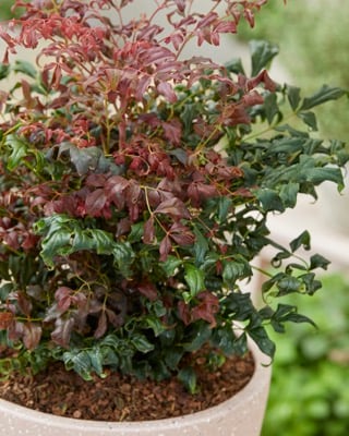 nandina curly red2
