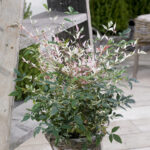 Nandina domestica Twilight