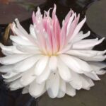 nymphaea-gloire-du-temple-sur-lot