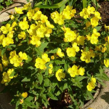 oenothera fruticosa