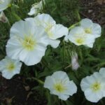 oenothera bela