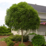 fraxinus globosa - okrugli jasen