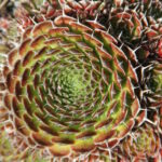 Orostachys spinosus Strawberry Spring