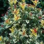 osmanthus-heterophyllus-goshiki