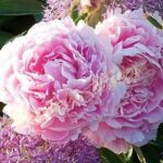 paeonia-sarah-bernhardt1