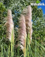 pampas-roze-realna-boja-1