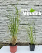 pampas-roze-varijacija-3
