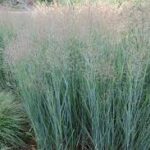 panicum heavy metal