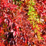 partenocissus-quinquefolia-engelmanii