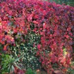 parthenocissus-quinquefolia1