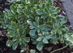 pachysandra terminalis variegata