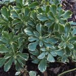 pachysandra terminalis variegata